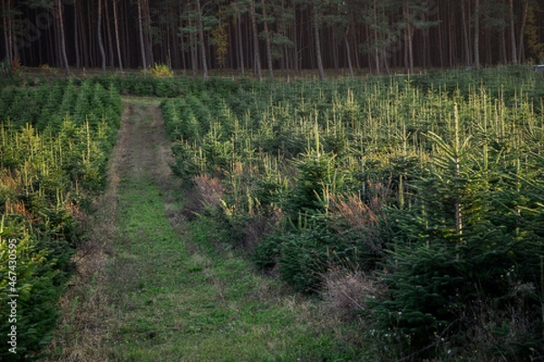 Obraz plantacja jodły