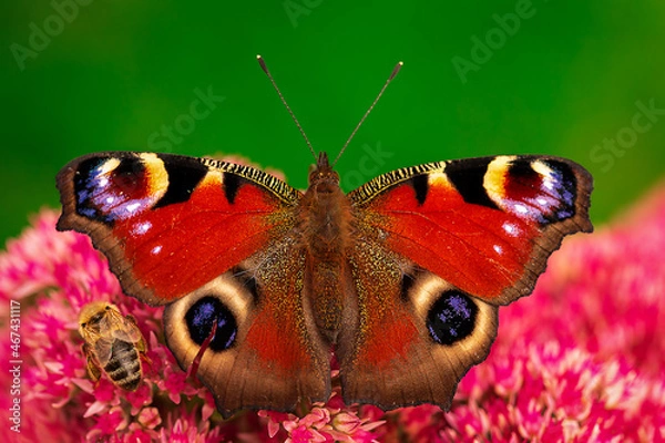 Fototapeta ..Pfaunauge....