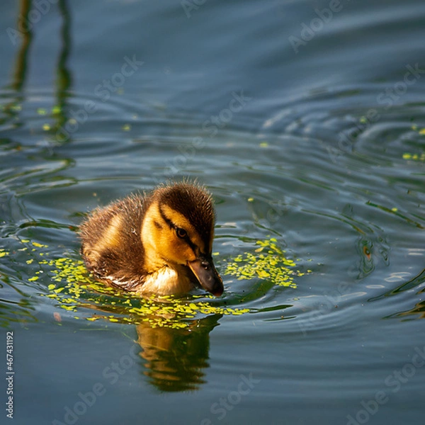 Obraz ...........kleine Stockente....