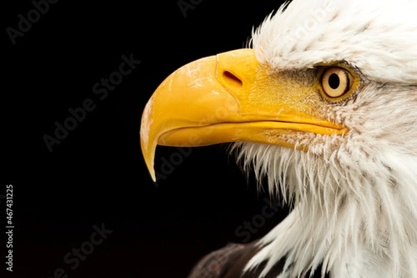 Obraz .....Portrait eines Weißkopfadler.....