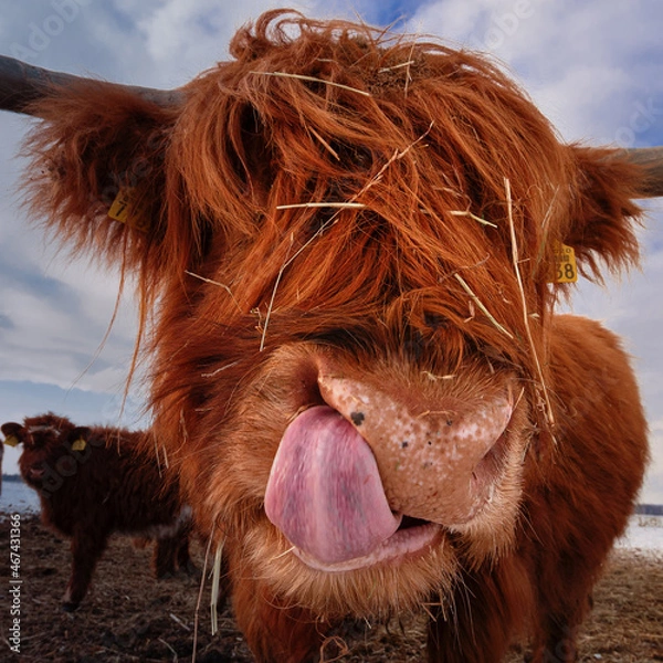 Fototapeta ....Highländer...einfach nur süß.....