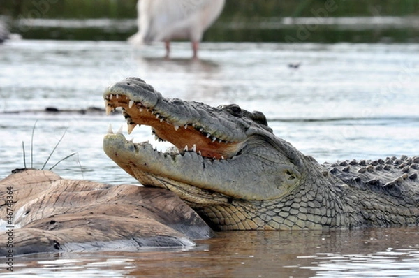 Obraz Nile crocodile