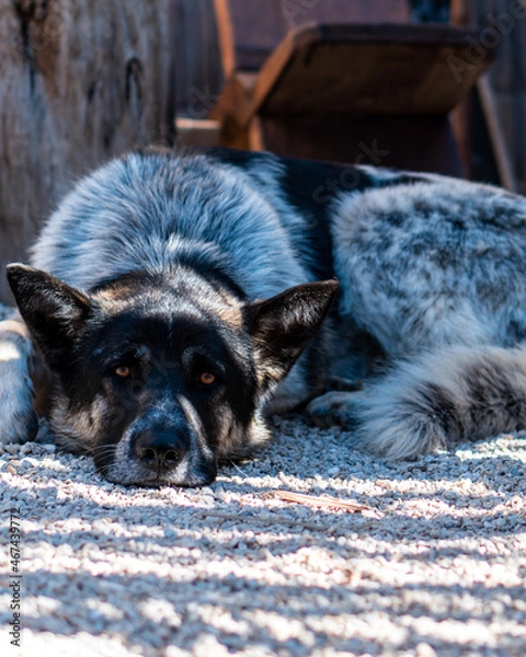 Fototapeta Dog lying down resting on a pebble floor looking at the camera on a sunny day.
