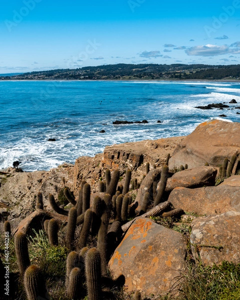 Fototapeta Vertical view of Punta de Lobos beach with its cactus vegetation on a sunny day.