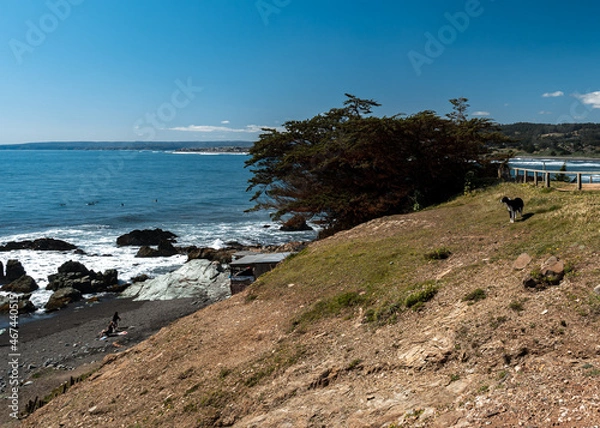 Fototapeta Black dog watching punta de lobos beach with surfers enjoying themselves on the shore on a sunny day.