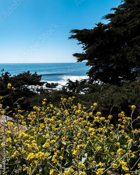 Fototapeta Vegetation on the beach of Punta de Lobos on a sunny day.