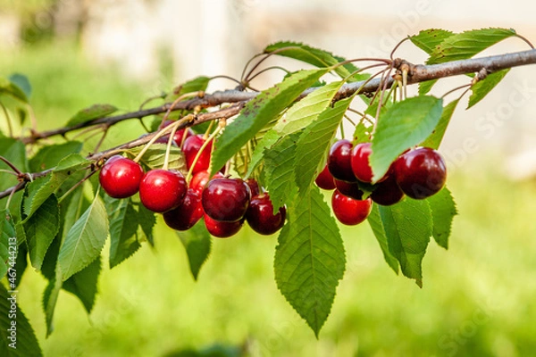 Fototapeta Ripe red juicy cherry berries on a branch with green leaves on a green background