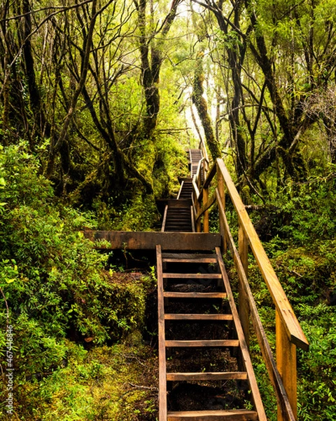 Fototapeta Vertical view of the wooden stairs in the alerce andino national park on the road to the ancient alerce tree