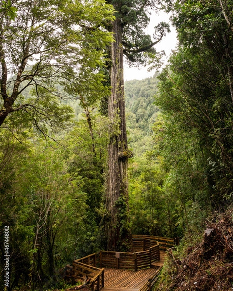 Fototapeta Vertical view of the thousand-year-old alerce tree in the alerce andino national park in southern Chile.