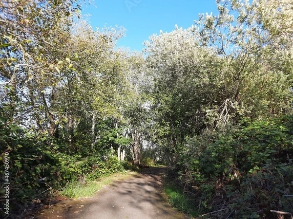 Fototapeta spring in the park