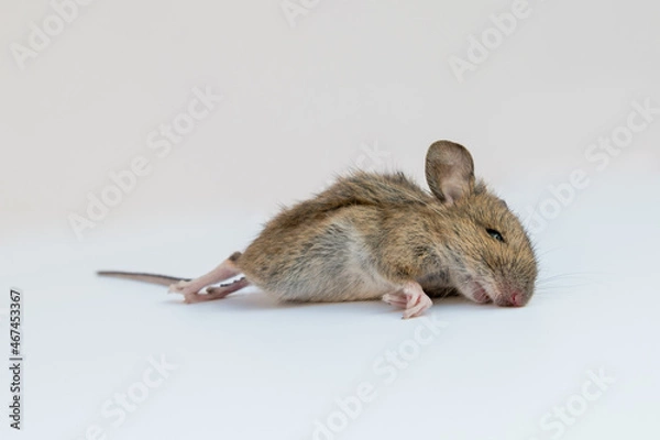 Fototapeta View from below of dead common European field or wood mouse in white space