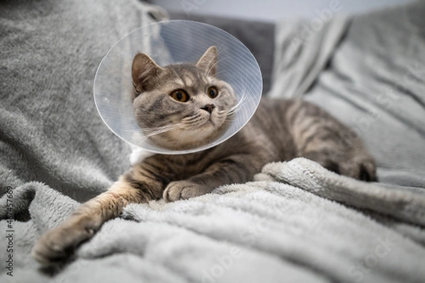 Fototapeta Tired cat gray Scottish Straight breed resting with veterinairy cone after surgery at home on the couch. Animal healthcare concept. After surgery cat's recovery in or E-Collar. Elizabethan Collar