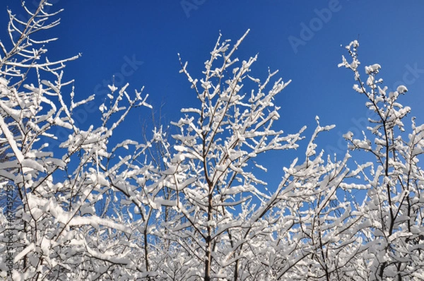 Fototapeta winter scene