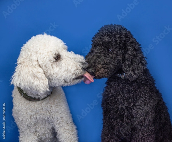 Fototapeta It's a tongue twister between one black and one white standard poodle isolated against bright blue background. 