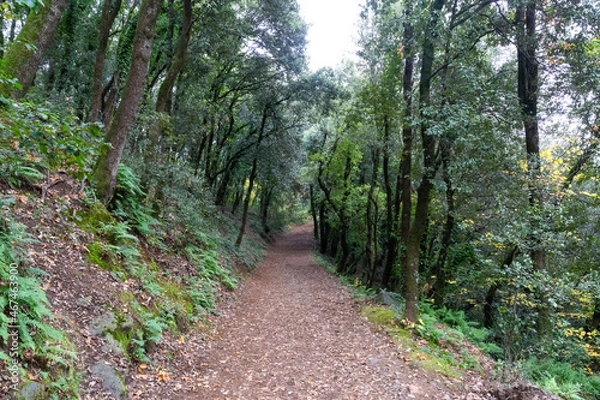 Fototapeta Lush beech forest in autumn