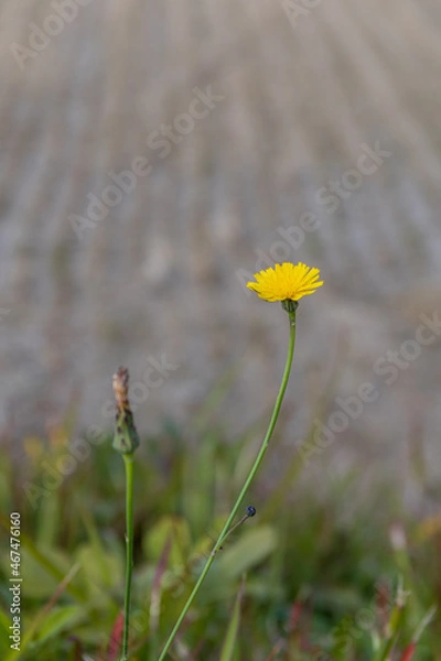 Obraz 堺の上神谷