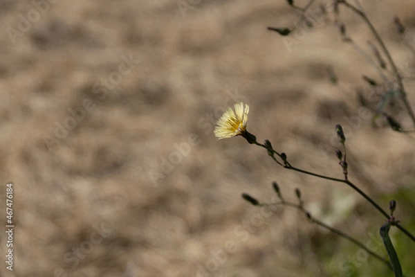 Obraz 堺の上神谷