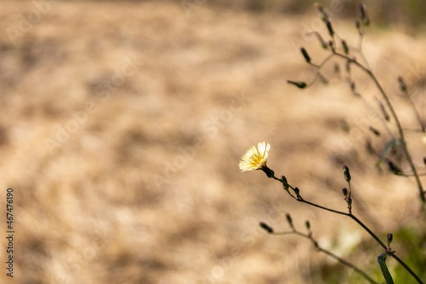 Obraz 堺の上神谷