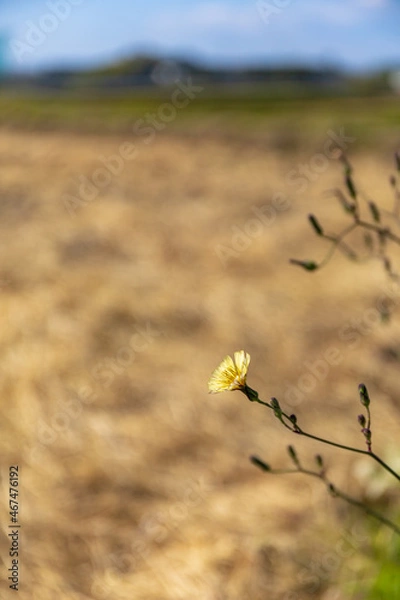 Obraz 堺の上神谷