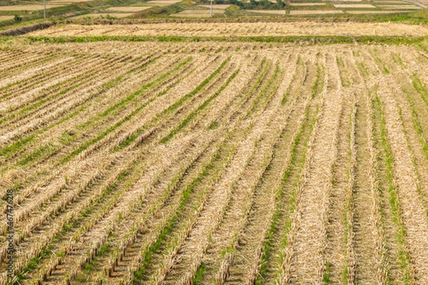 Obraz 堺の上神谷