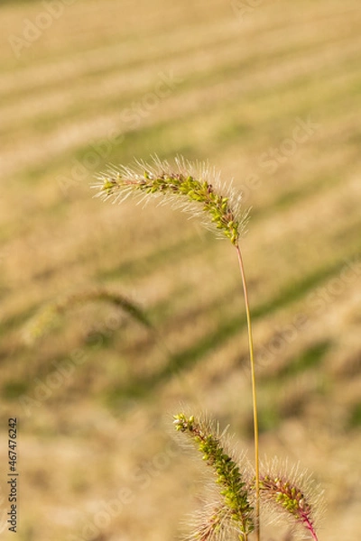 Obraz 堺の上神谷