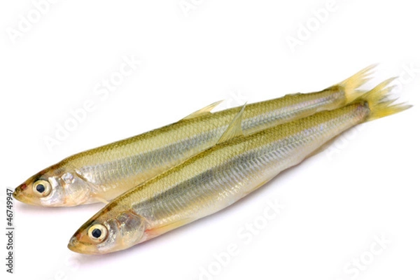 Obraz Japanese pond smelt