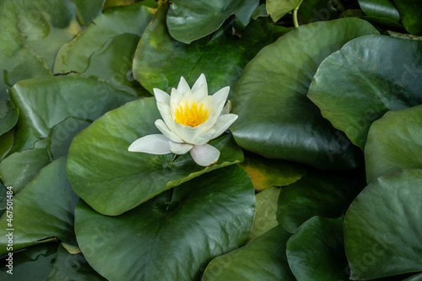 Fototapeta White lotus with yellow pollen with dark green water lily leaves on the surface of the pond.