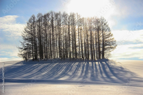 Fototapeta 雪の丘とカラマツ林
