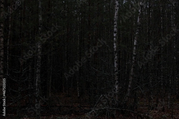 Obraz Russian forest