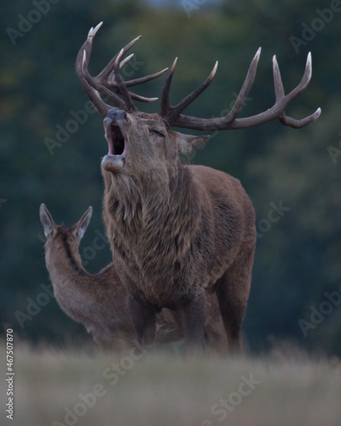 Obraz Red deer stag roaring his challenge.