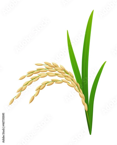 Fototapeta Ear of ripe rice plant (paddy) with green leaves isolated on white background. Realistic vector illustration. 