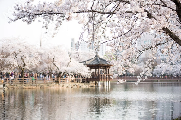 Obraz 벚꽃파라다이스