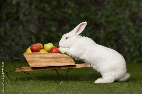 Fototapeta White rabbit and feed. Hare and lots of fruits. The rabbit is carrying a cart with apples. The rabbit is eating vegetables.