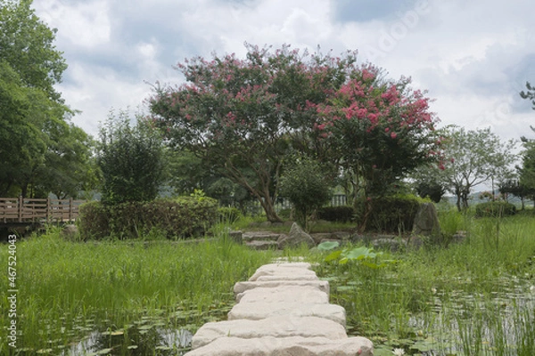 Obraz 배롱꽃이핀섬