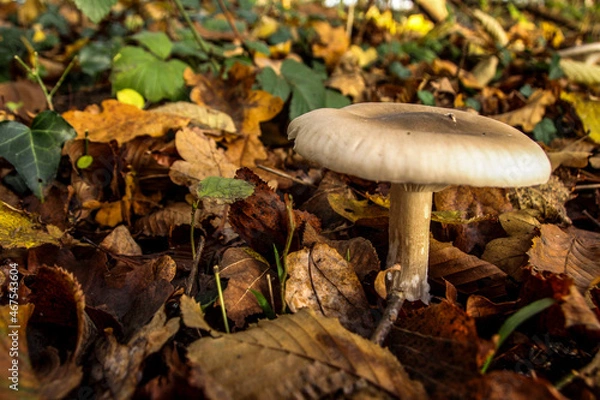 Fototapeta Champignon