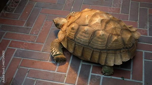 Obraz キアシガメ