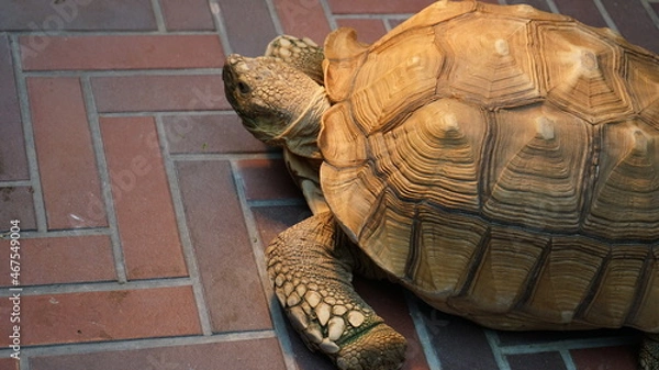 Obraz キアシガメ