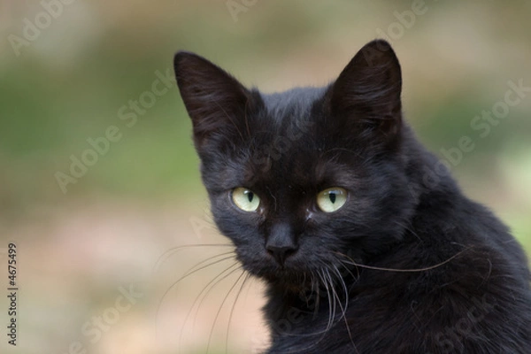Obraz nice black cat