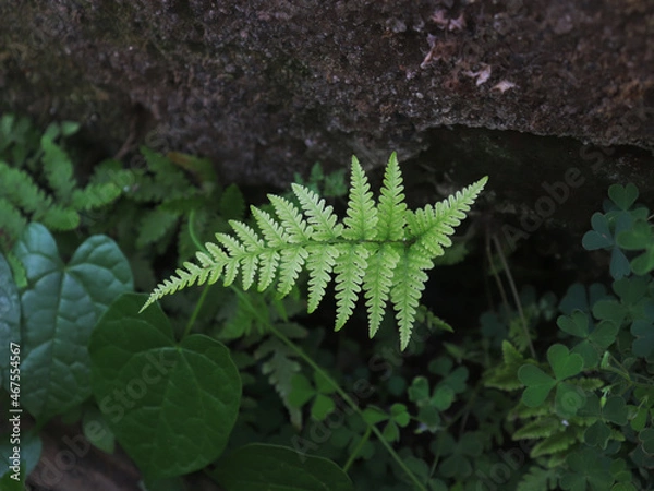 Obraz fern leaf in the forest