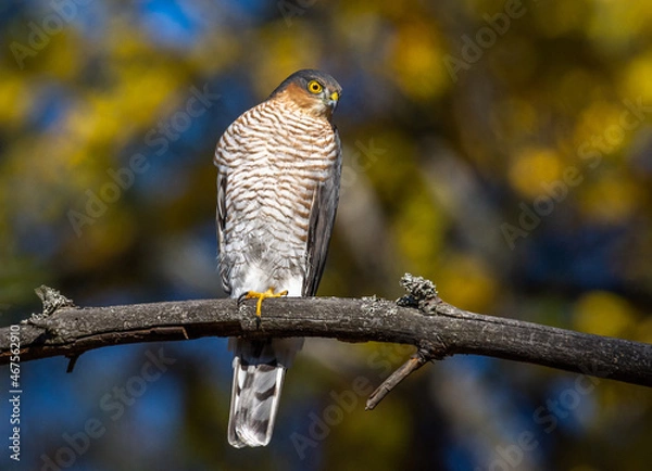 Obraz sparrowhawk