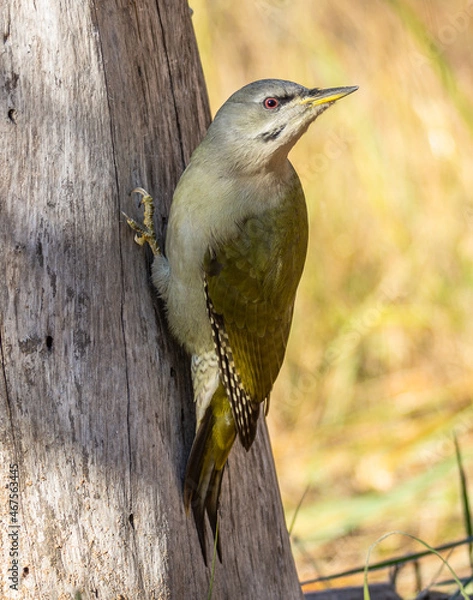 Obraz gray-headed woodpecker