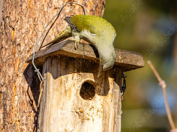 Obraz gray-headed woodpecker