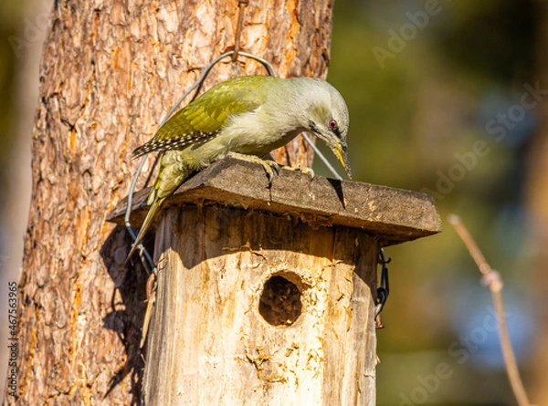 Obraz gray-headed woodpecker