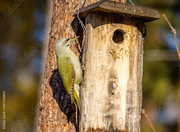 Obraz gray-headed woodpecker