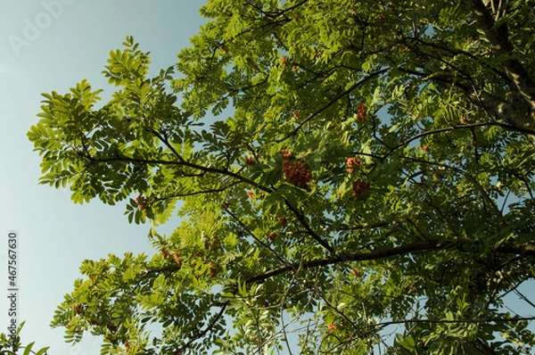 Fototapeta Lush green tree crown with rowan berries bottom view