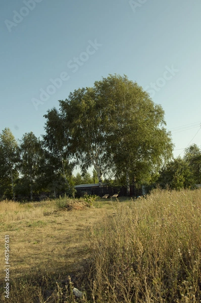 Fototapeta Rustic summer landscape with a large birch tree and a house with benches in the distance
