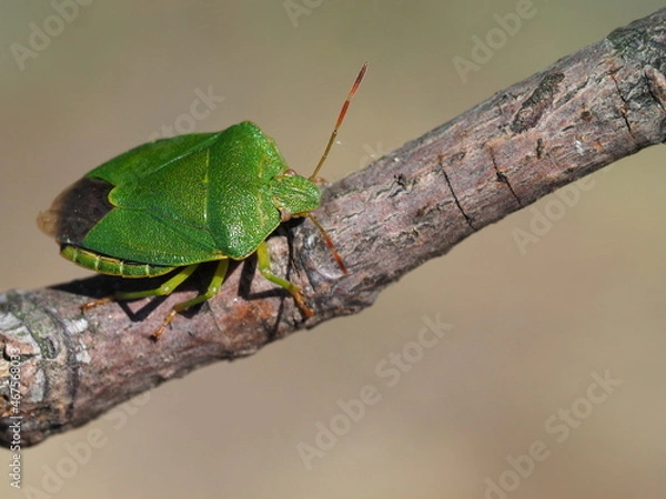 Obraz Grüne Stinkwanze