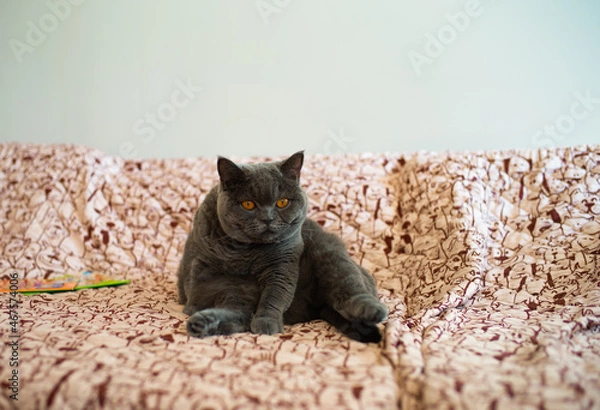 Fototapeta cat sitting on a chair like humen