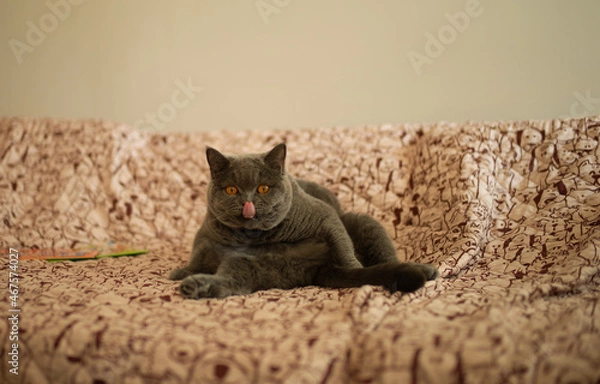 Fototapeta cat on the couch tongue out funny