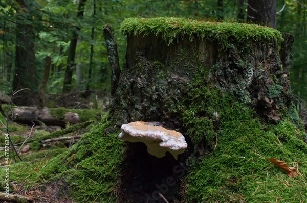 Obraz _DSC8964 Baum Pilz